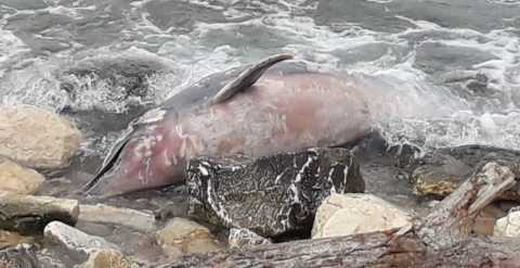 Bari, delfino spiaggiato sul lungomare: «Con la quarantena gli animali si riavvicinano»